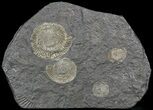 Dactylioceras Ammonite Cluster - Posidonia Shale #52897-1